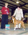 Winstons 4th point, National Capital Kennel Club, Nov 19, 2009